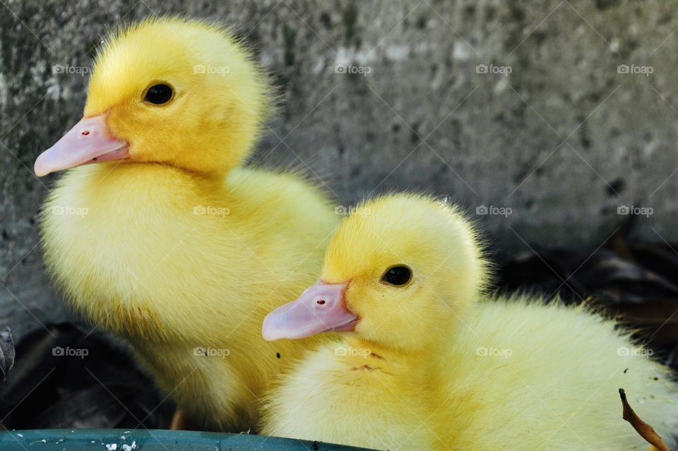 pair of ducklings covered with soft yellow plumage