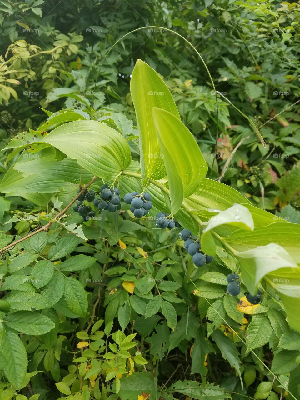 Berries on the Trail