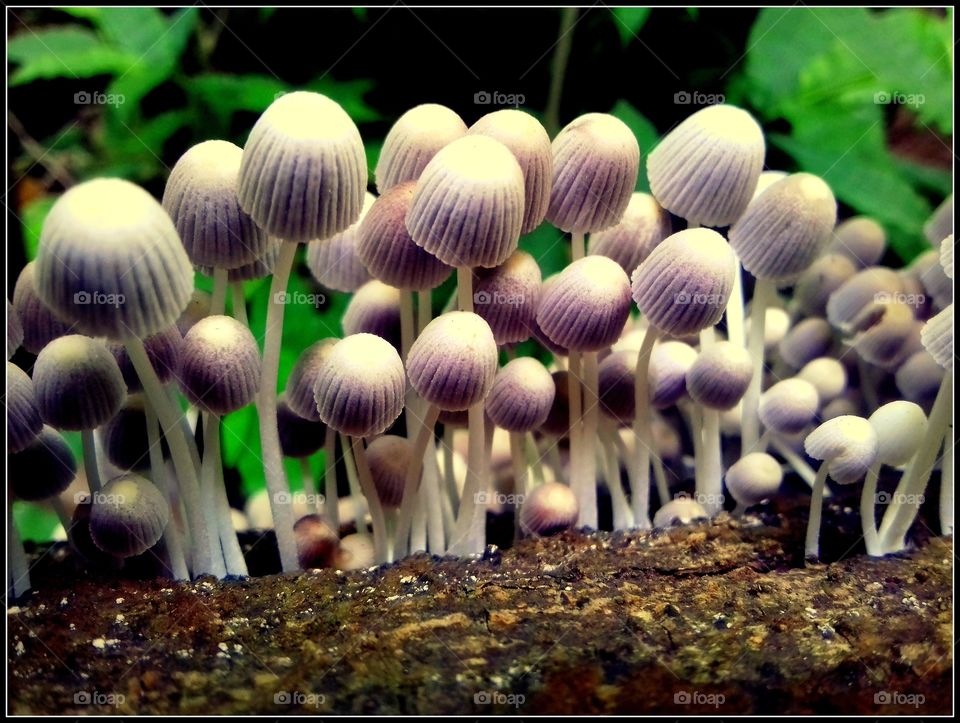 Mushrooms (8)
