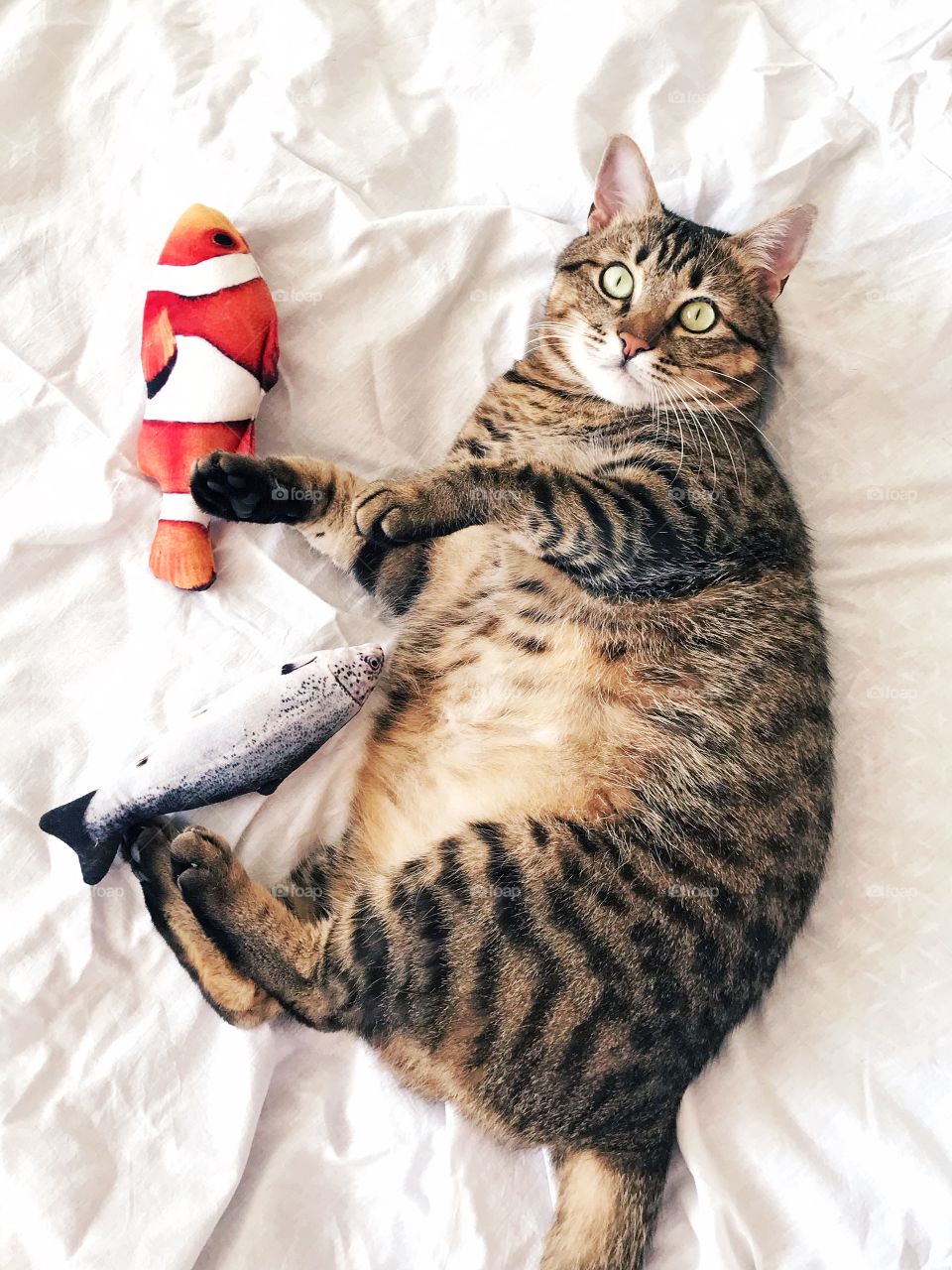 Amazing cat with toys