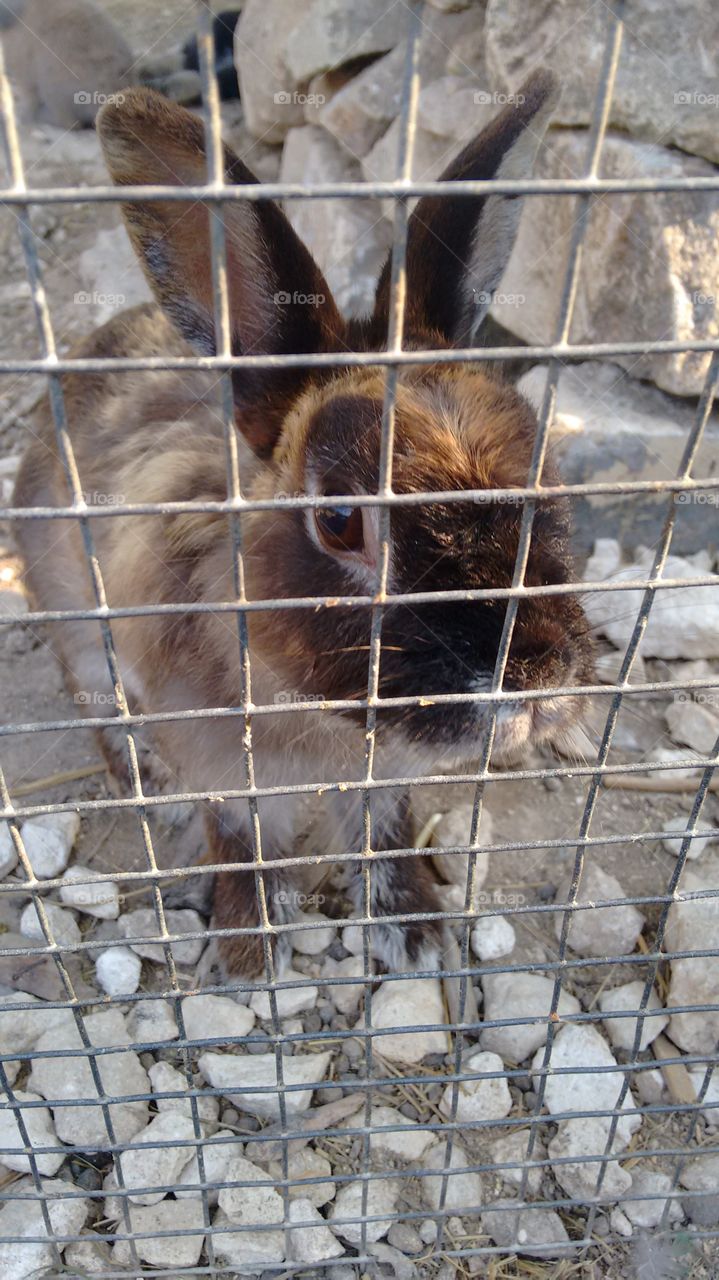 Rabbit. Curious cute bunny rabbit