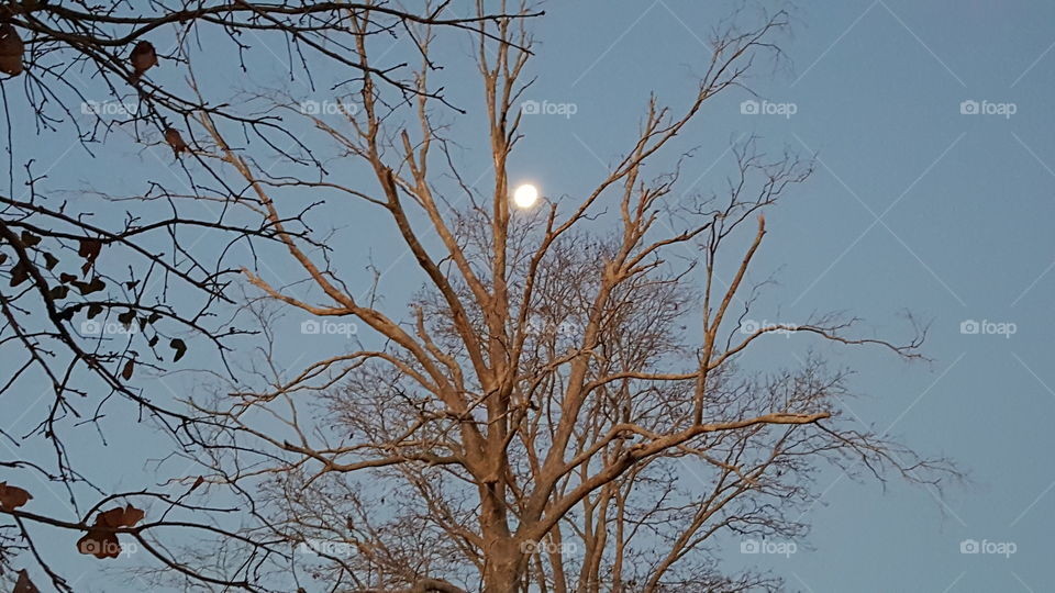 full moon dead tree