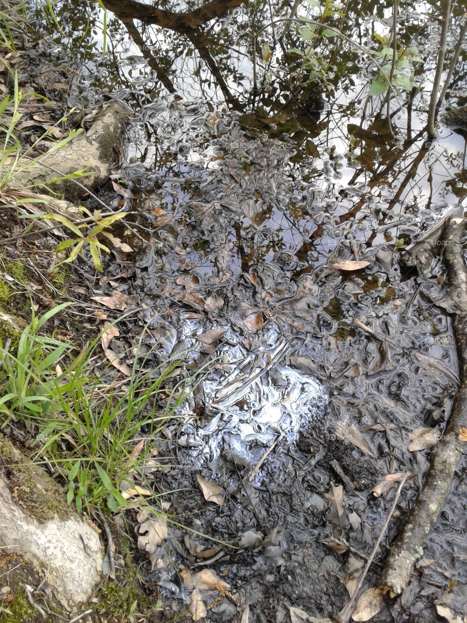 Nature, Tree, Environment, Leaf, Wood