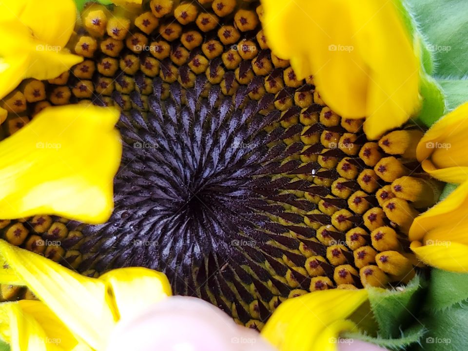 A peak into a common sunflower before it is in full bloom.