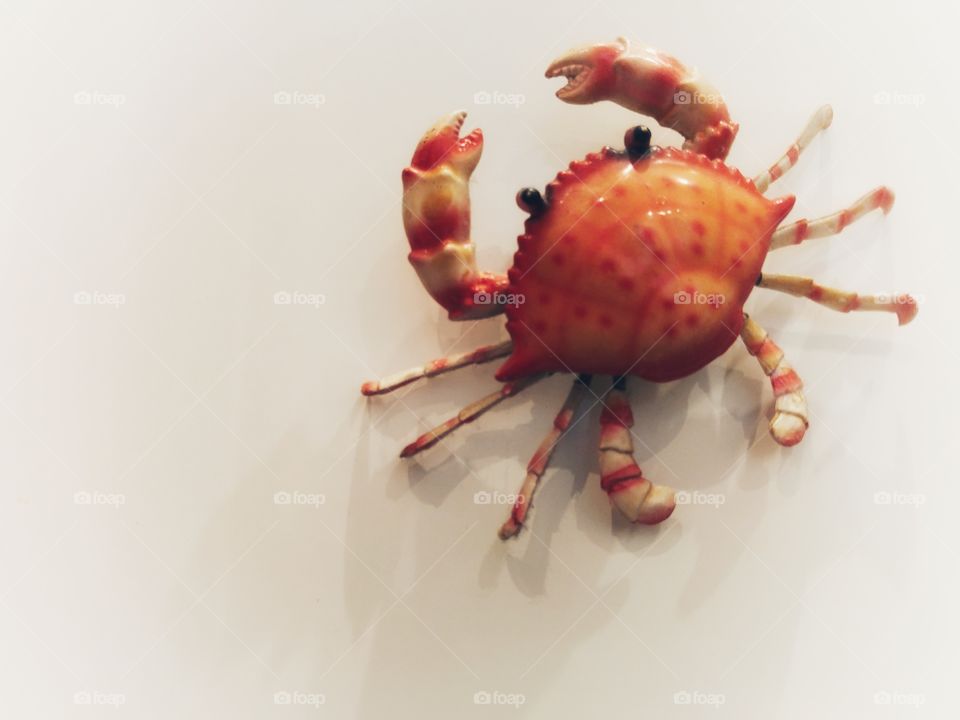 The dancing crab