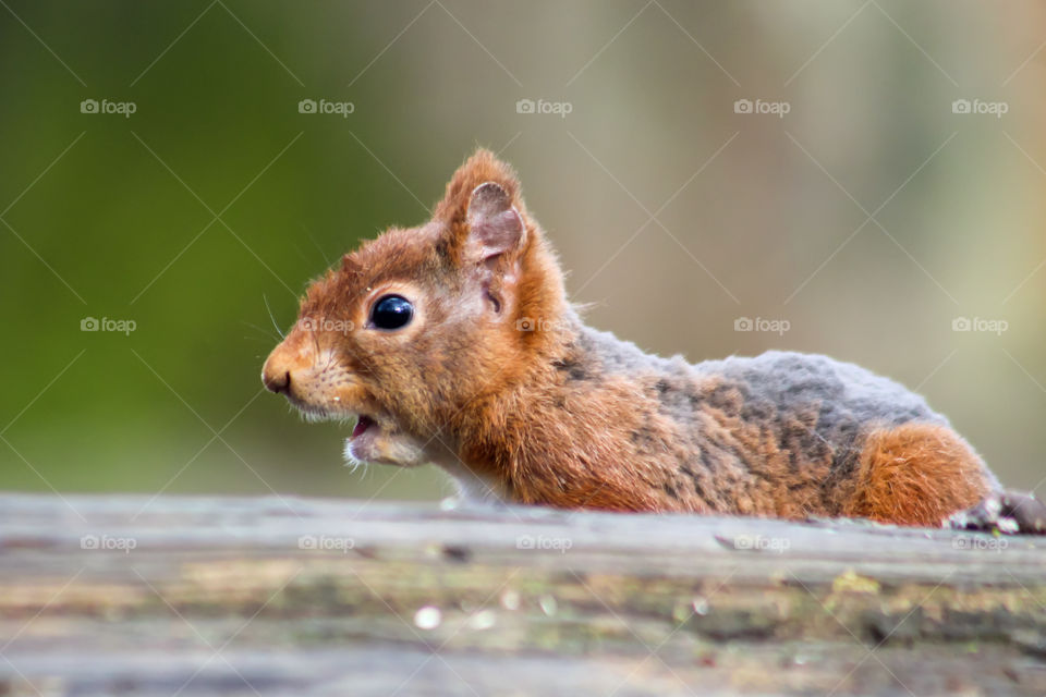 Aah! Squirrel surprised reaction?