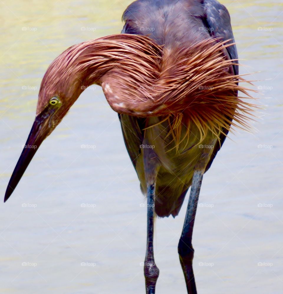 Determined Egret. Fort Myers Beach, FL