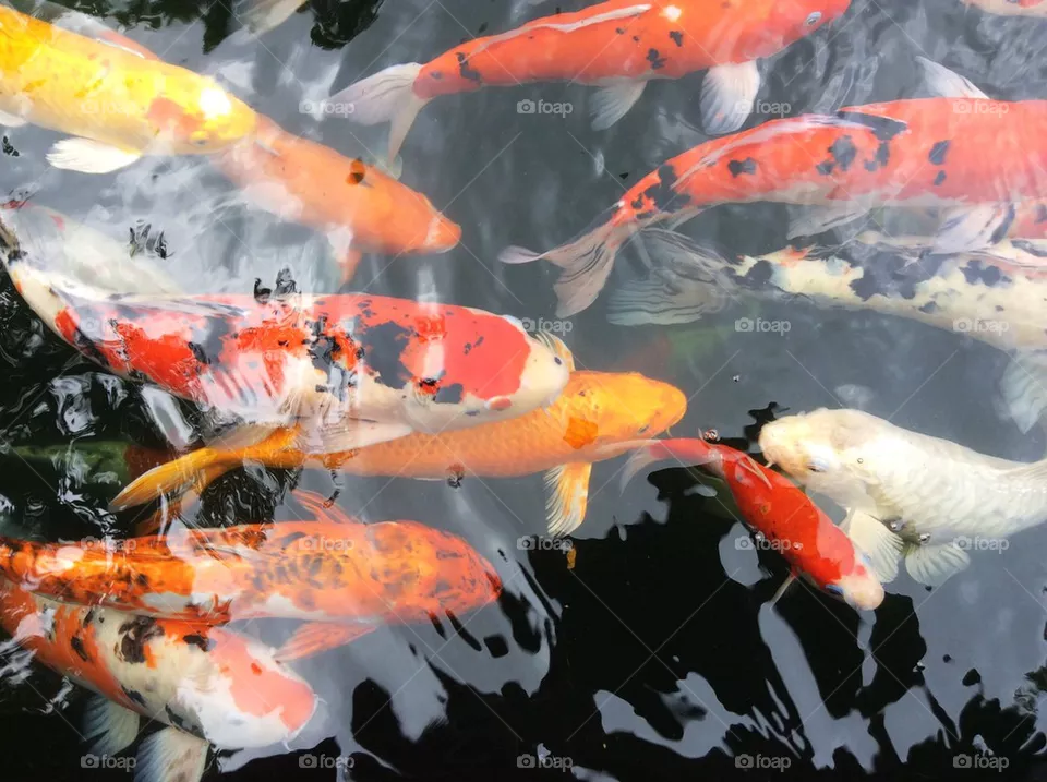 Carp