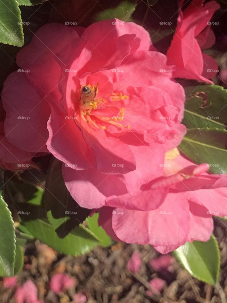 Bee