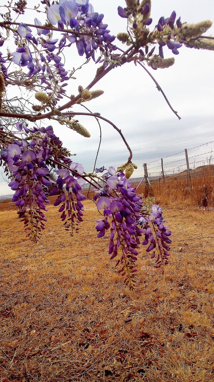 Purple blossoms in winter