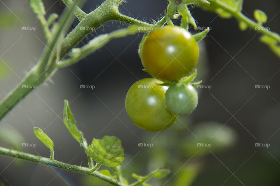 solanum lycopersicum. buah tomat