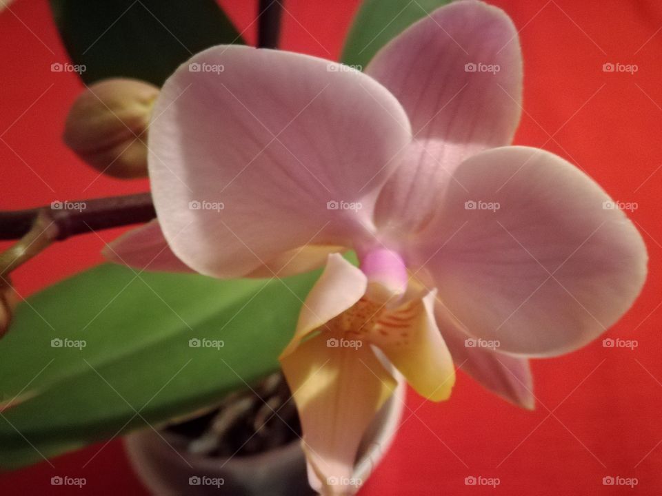 The first flower of my pink orchid. Very nice indeed