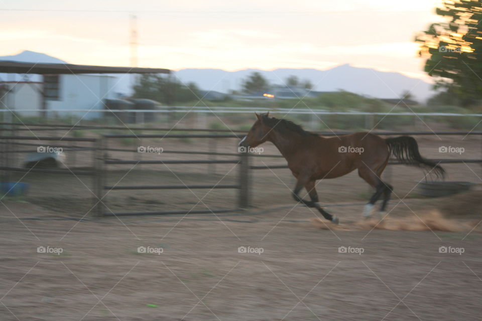 running horse. In Texas