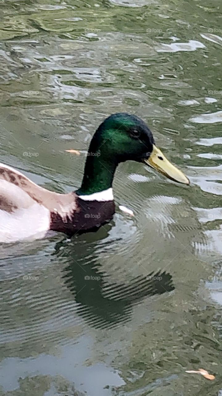 Duck on pond