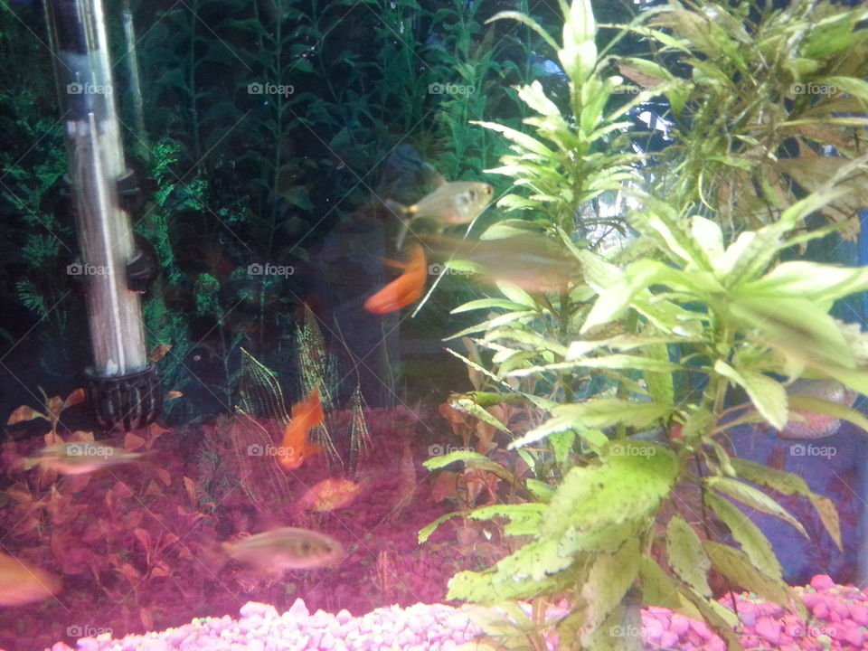 Fishtank