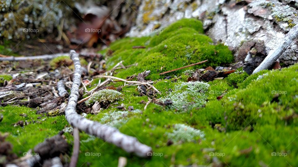 Close up of moss.