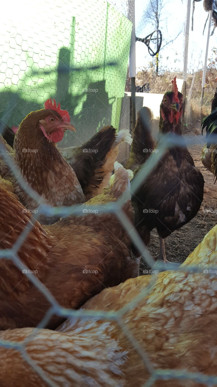 chickens in barnyard