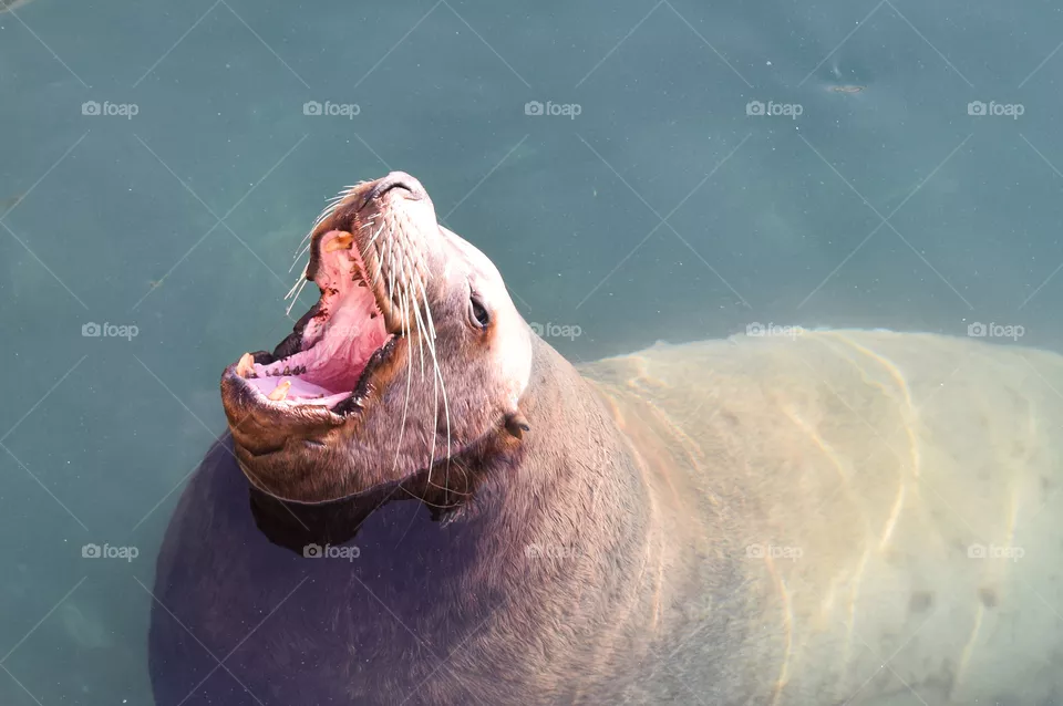 seal