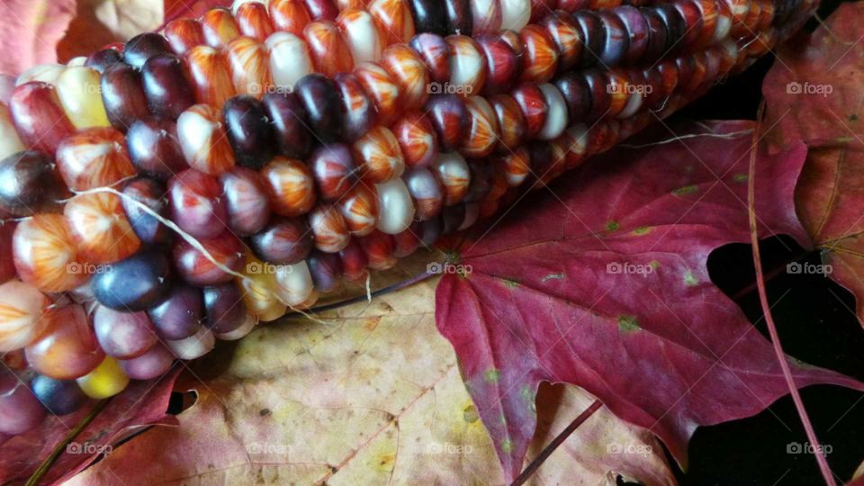 Indian corn