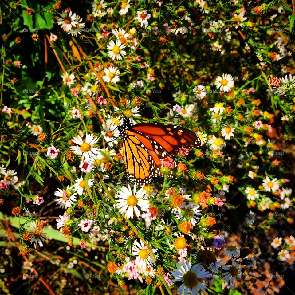 Flowers and Butterflys