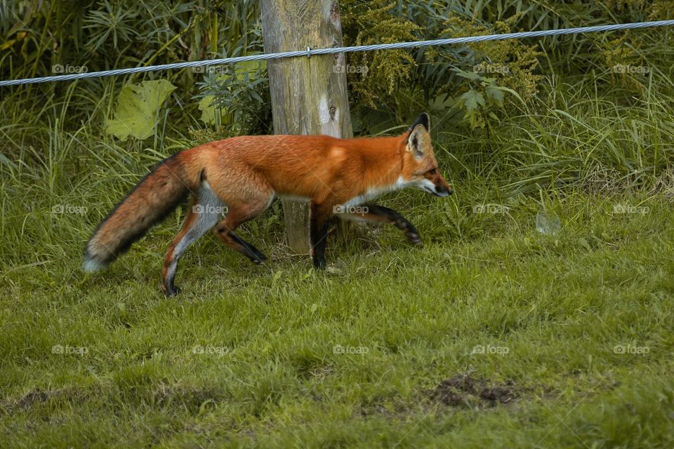 Wild fox passing through the neighbourhood