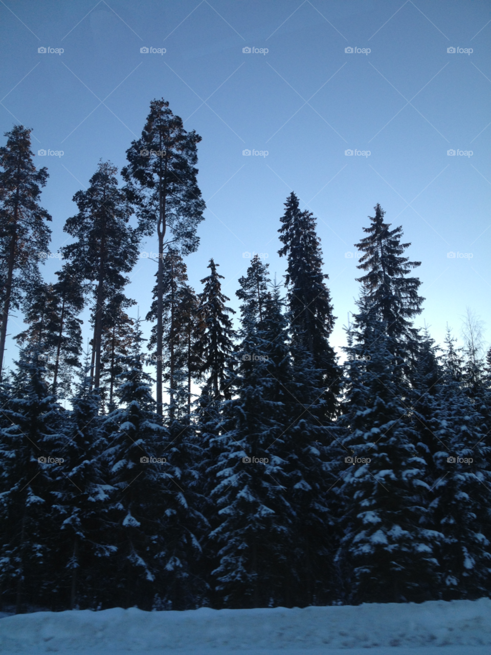 winter sky trees cold by kekejari