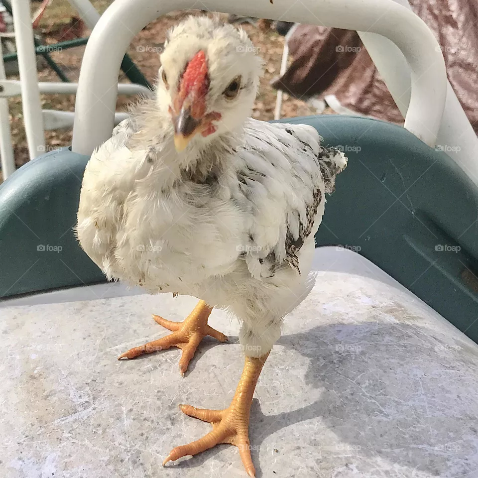 Stunning Wheaten Amerecauna Chick