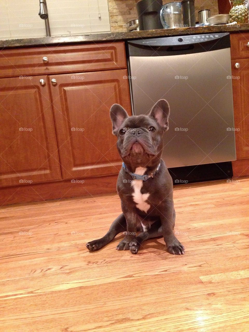 A hungry frenchie named Miles