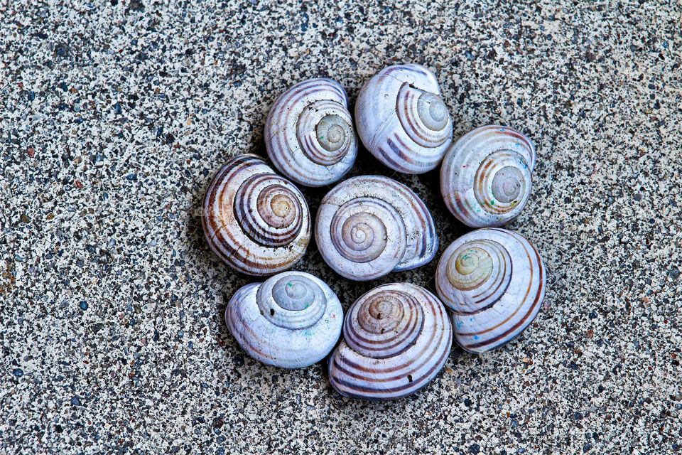 Elevated view of conch shell
