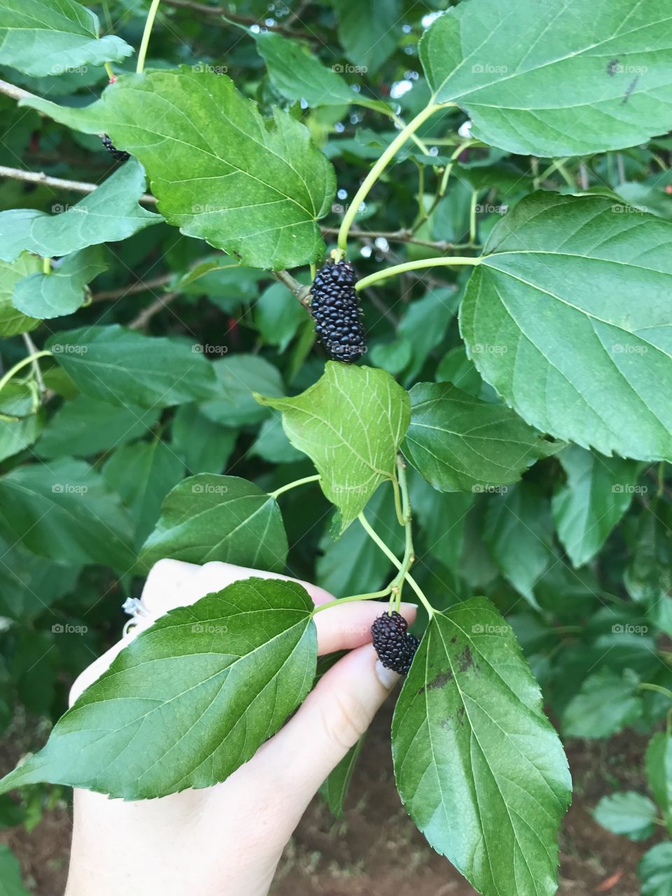 Time to harvest blackberries