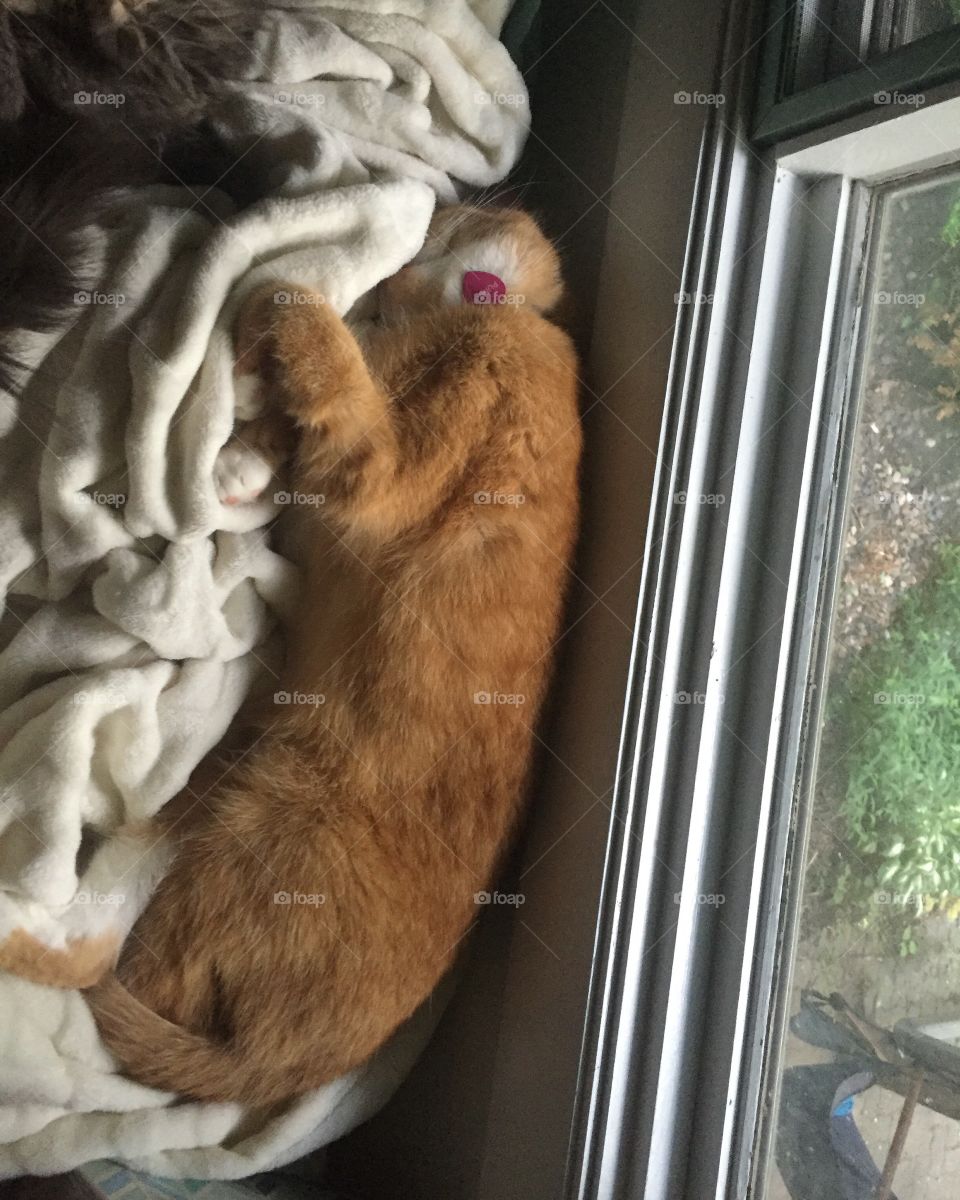 Cat, Mammal, Pet, One, No Person