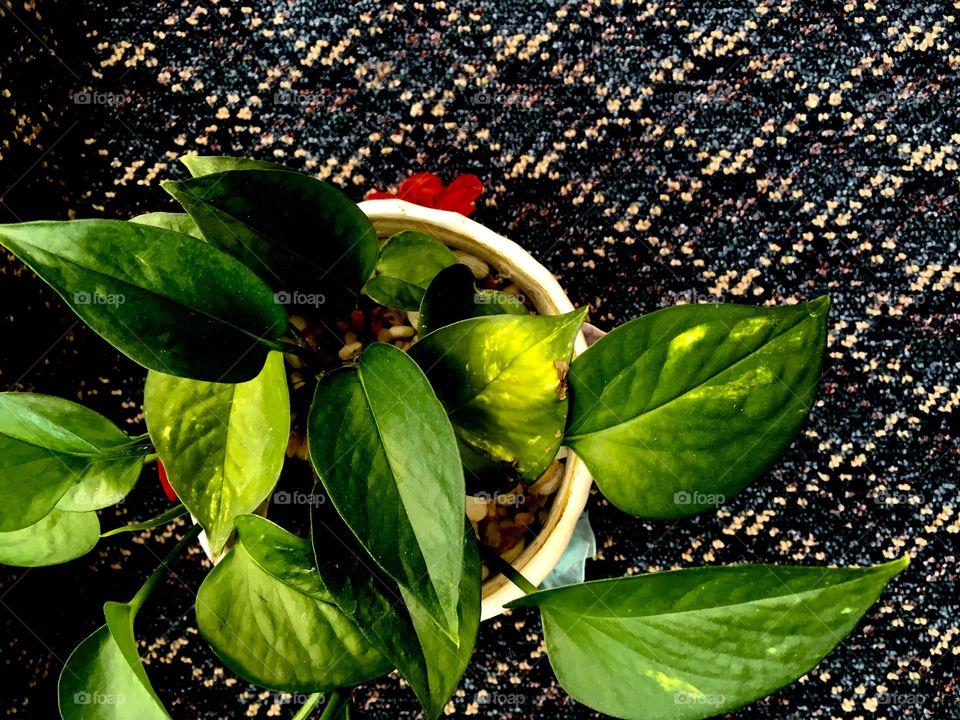 Plant decoration in an office 