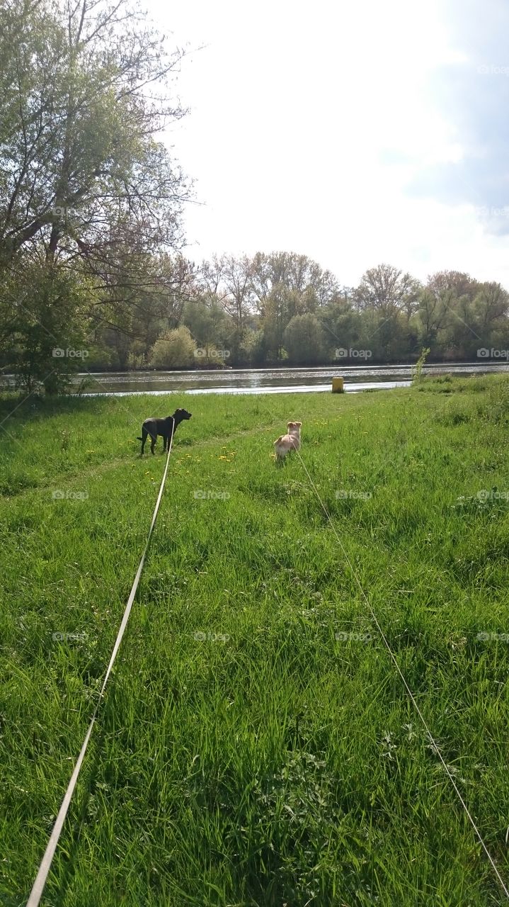 #river#dogs#green#springtime#sun 