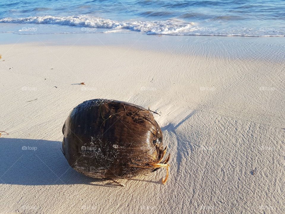 Coconut on the beach