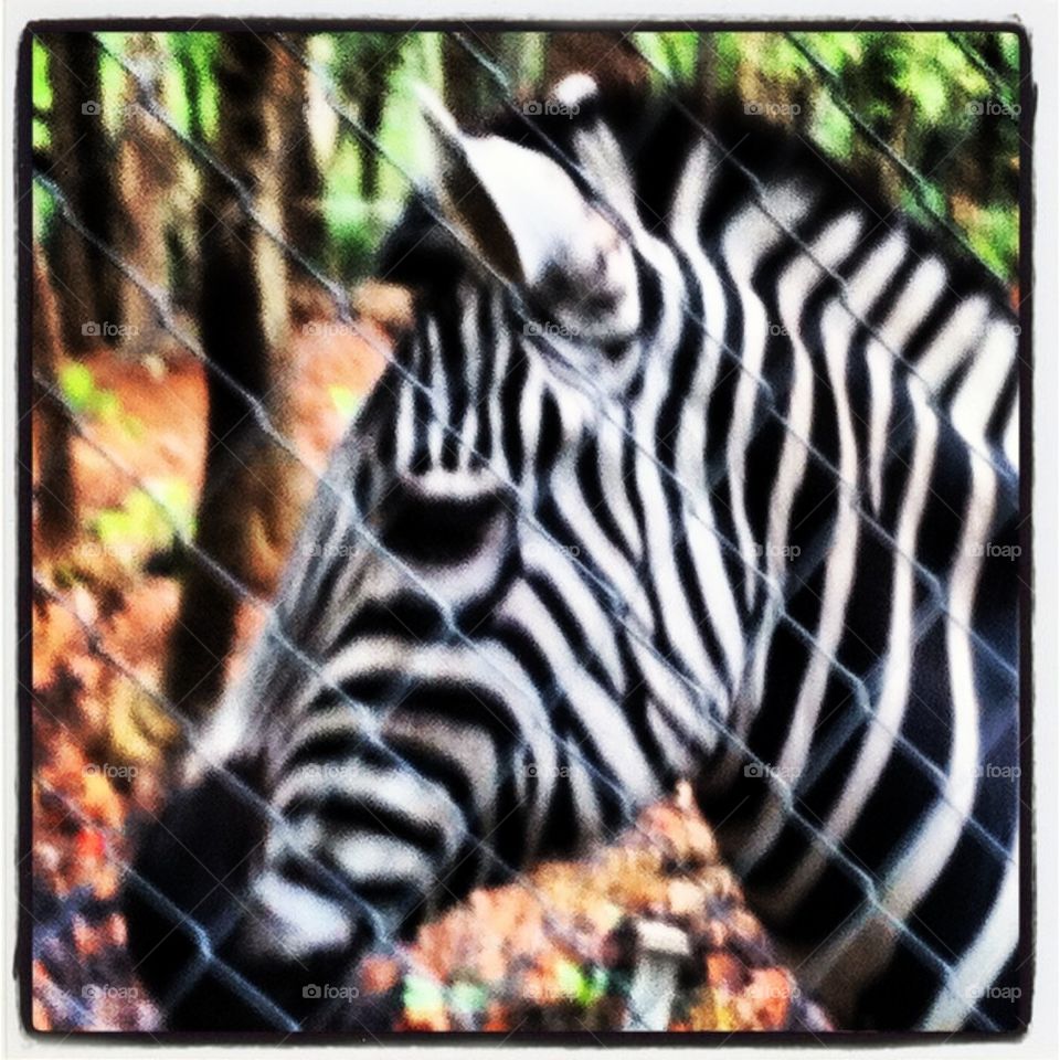 Zebra