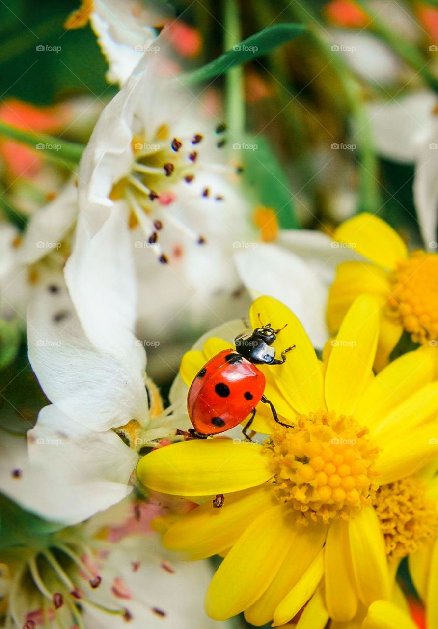 Ladybug