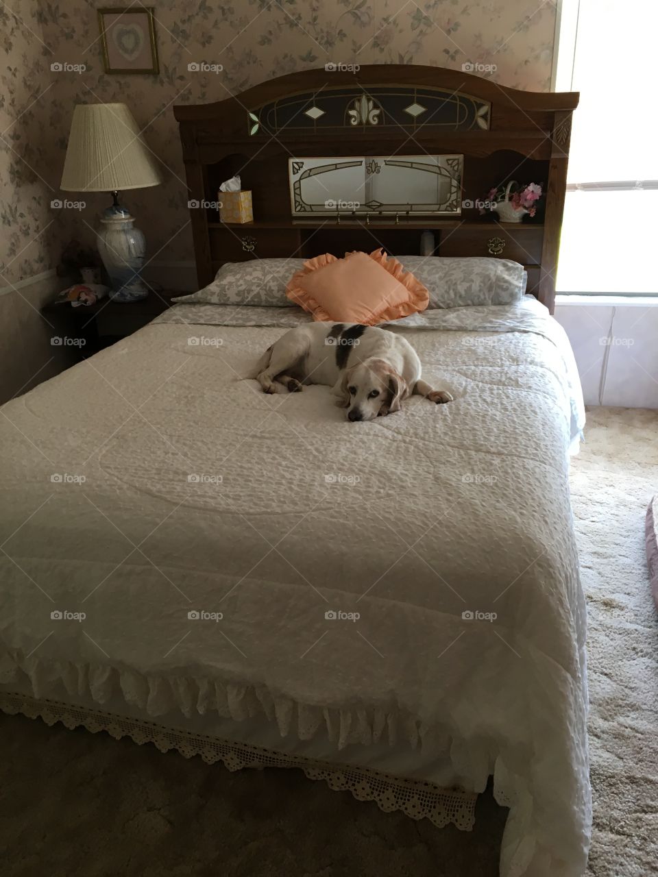 Sparky claims his bed in Ocala 