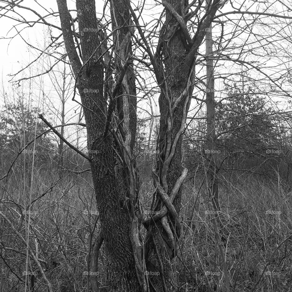 consumed tree in the woods
