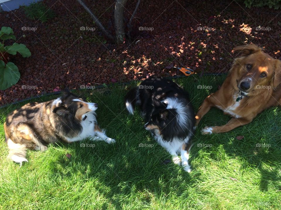 Trouble Makers. Akala, Mitsy, and Red. Would not focus on me for the picture at the same time. 