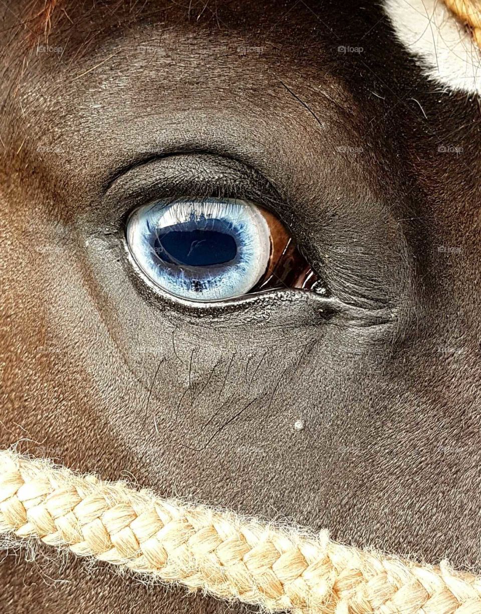 olho azul. Cavalo Crioulo