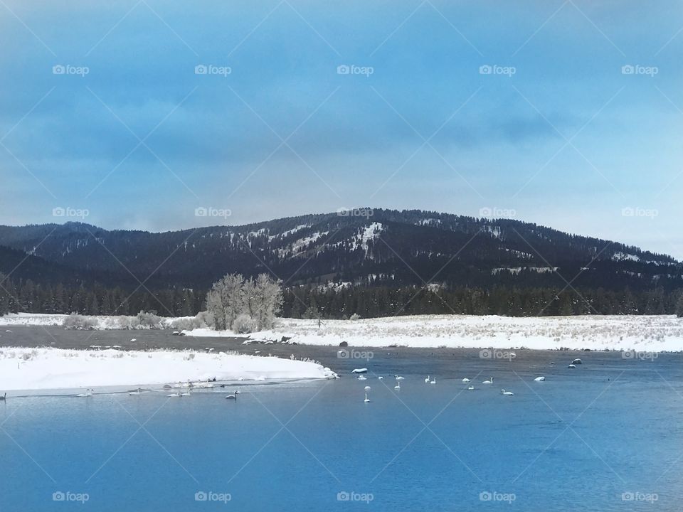 Lake winter swan