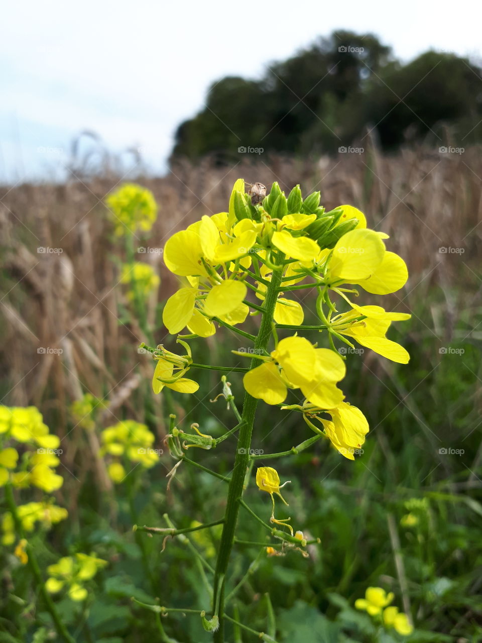 Yellow Wild Flowers