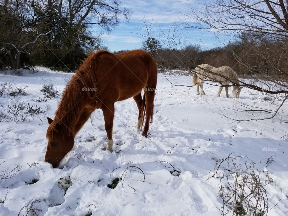 Horses in Snow