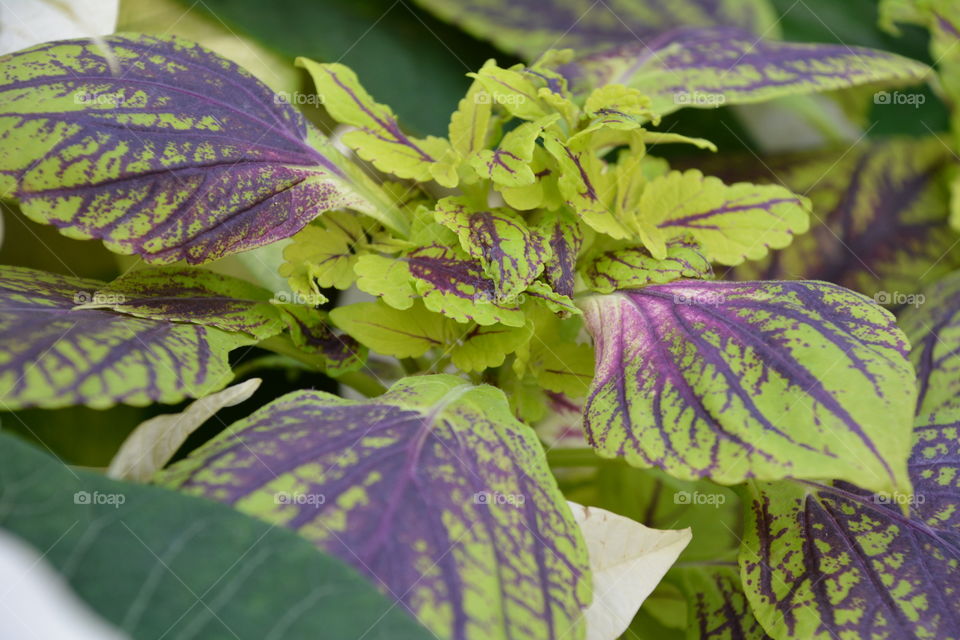 Green and purple variegated leaves 