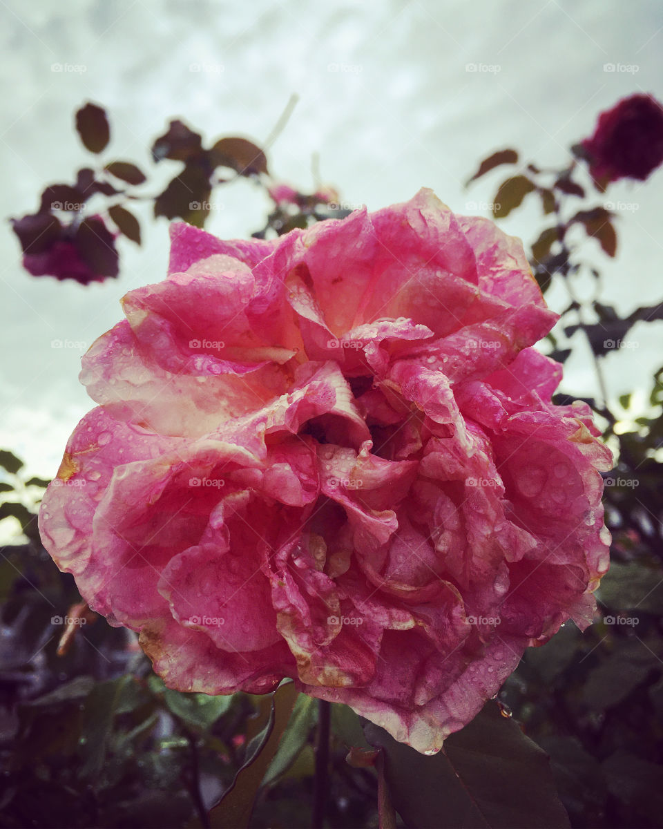 🌺Fim de treino - suado, cansado e feliz, alongando e curtindo a beleza das flores depois da chuva.
As plantas nos inspiram ou não?
🏁 🙆‍♂️ 
#corrida #flor #flores #flower #flowers #pétalas #pétala #jardim #jardinagem