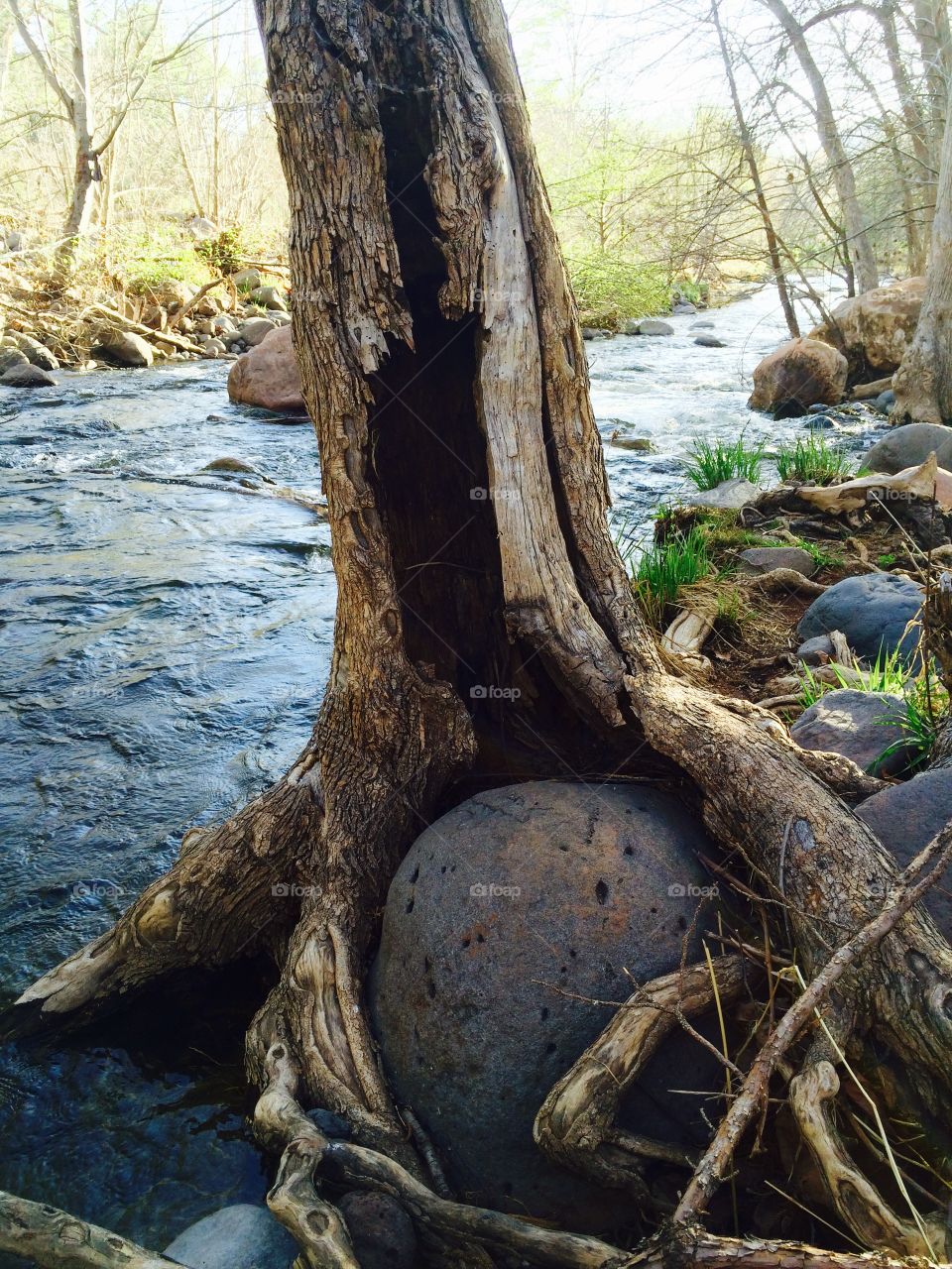 Tree grows around rock