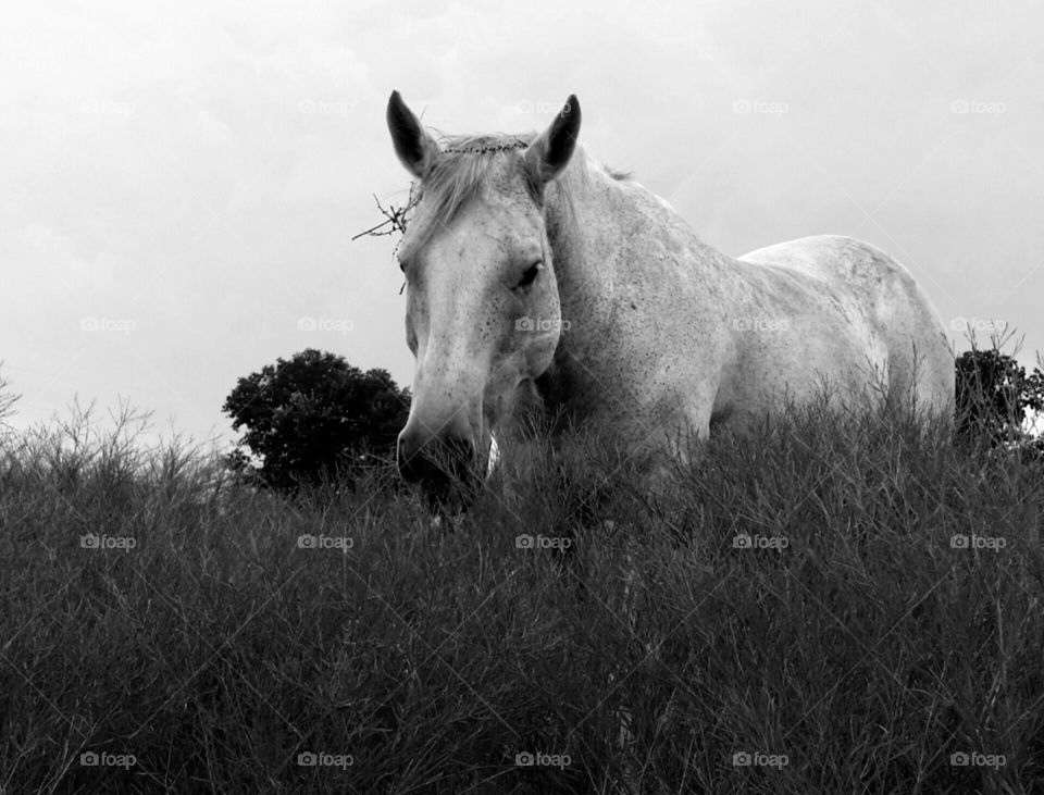 Bashful in Black and White