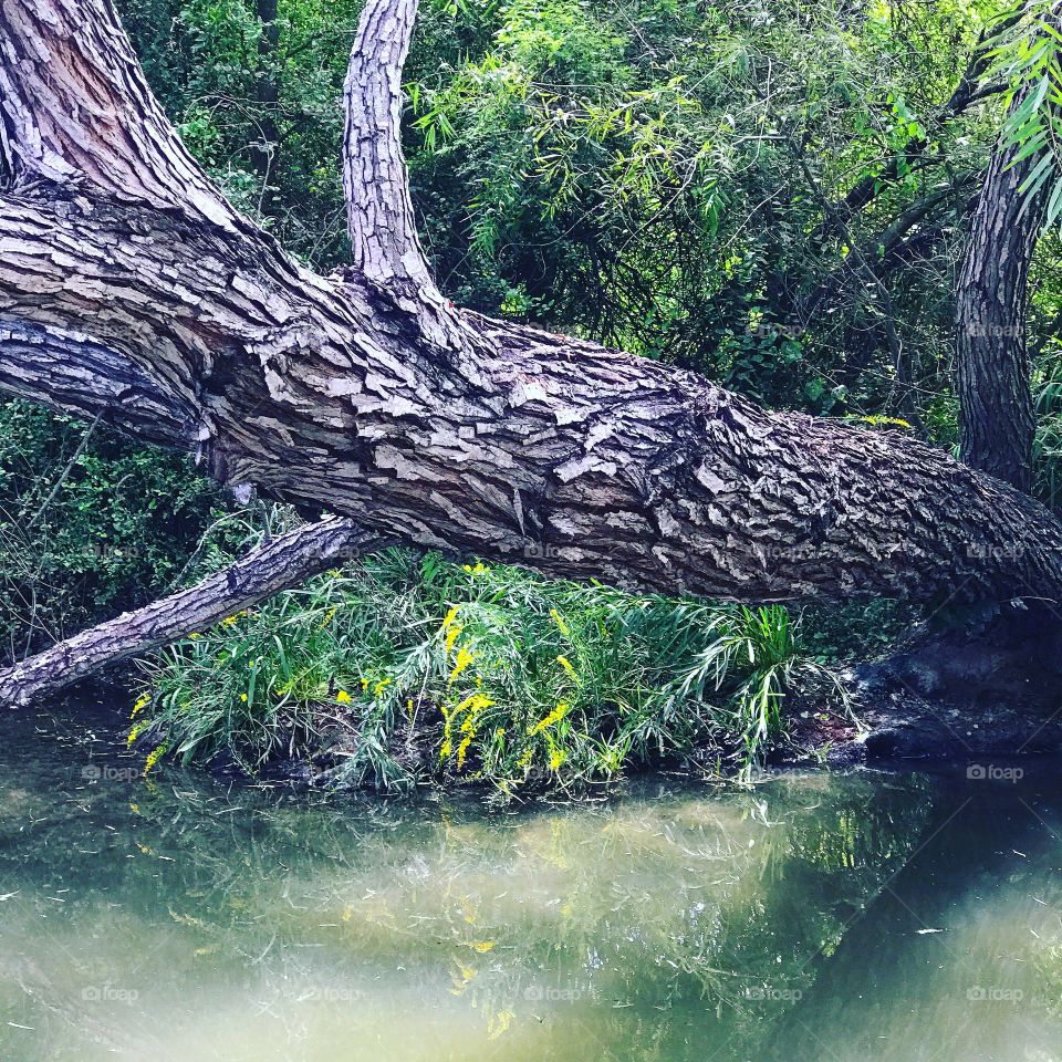 Tree in Water