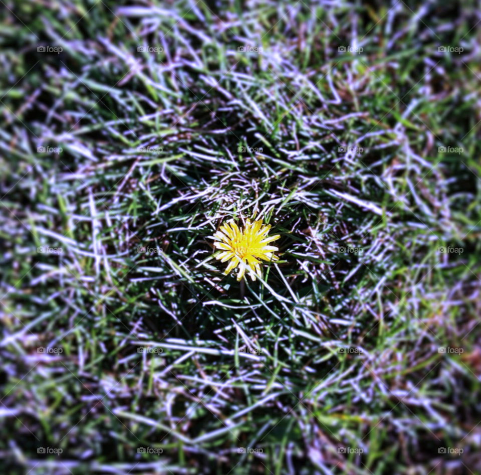 humboldt park winter yellow dandelion by squishypie