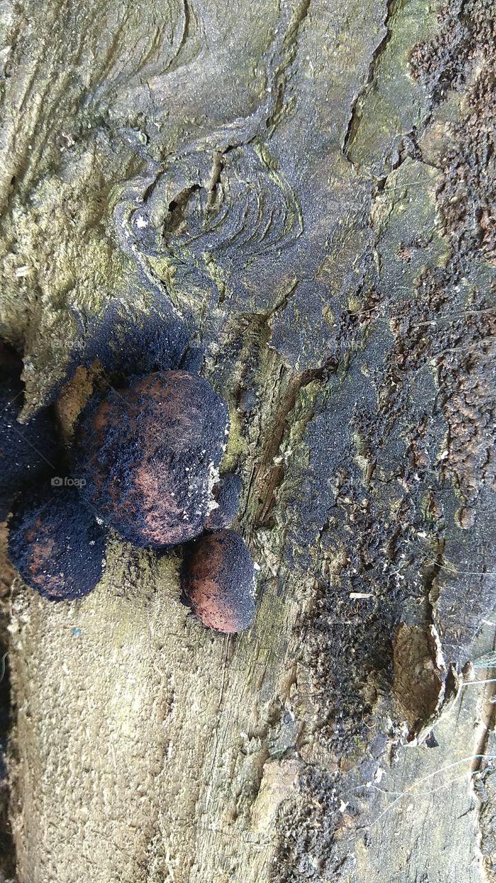 natural wood tree texture..